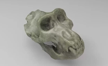 moule chimpanzé crâne 3d impression modèle trio animal anatomie science 3d print model - Mito3D