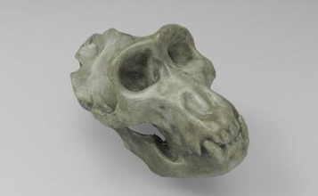 mold chimpanzee skull science 3D printing model, file, printable design, 3d print, chimpanzee, skull, science, anatomy, animal 3d print model - Mito3D