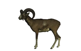 yabani koyun 3d baskı model üçleme doğa hayvan vahşi 3d print model - Mito3D