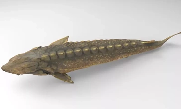 mummy sturgeon 3d printing model - threeding animal anatomy fish scince 3d print model - Mito3D
