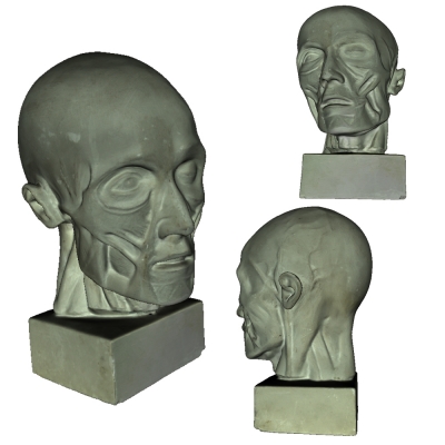 muscle head sculpture art 3D printing model, file, printable design, 3d print, sculpture, art, muscle, 3D print model - Mito3D