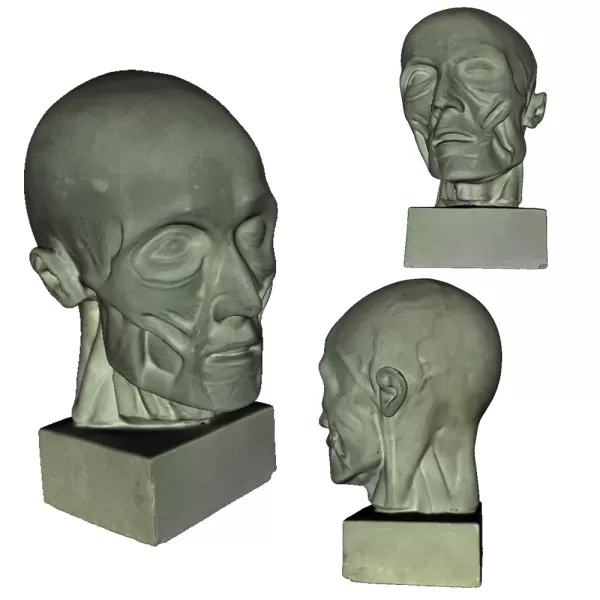 muscle head sculpture 3d printing model - threeding 3D print model - Mito3D