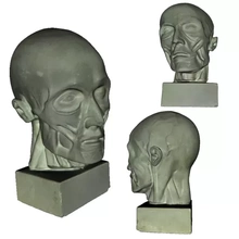 muscolo testa scultura 3d stampa modello treding 3d print model - Mito3D