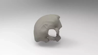 occipital OS 3d impression modèle trio anatomie crâne science Humain 3d print model - Mito3D