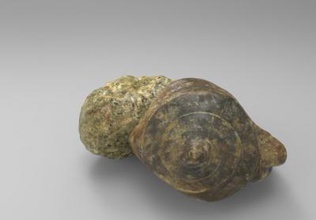 ooostrombus canarium auriculatus fossili scienza La stampa 3D, modello, file di 3D stampabile la progettazione, 3d, paleontologia, scienza, Dinosauro, artec, fossili, reperti preistorici, Ooostrombus, 3d print model - Mito3D