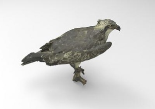 pandion haliaetus osprey nature 3D printing model, file, printable design, 3d print, osprey, Pandion, haliaetus, nature, bird, birds, animal 3d print model - Mito3D