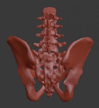 pelvis lumbar vertebrae science 3D printing model, file, printable design, 3d print, anatomy, biology, medicine, skeleton, bone, MRI, scan, radiology, education, pelvis, lumbar, vertebra, vertebrae, spine, L5, L4, L3, L2, ilium, ischium, pubis, coccyx, sacrum 3d print model - Mito3D