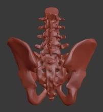 bassin lombaire vertèbres 3d impression modèle trio anatomie squelette OS éducation médicament analyse vertèbre colonne vertébrale sacrum mri radiologie ilion ischion coccyx biologie pubis 3d print model - Mito3D