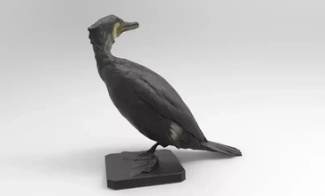 phalacrocorax carbo great cormorant 3d printing model - threeding bird nature black birds naimal 3d print model - Mito3D
