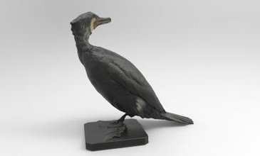 phalacrocorax carbo great cormorant nature 3D printing model, 3D printing file, 3D printable model, 3D printing design, 3d print, Phalacrocorax, carbo, great, cormorant, bird, birds, naimal, nature, great, black, cormorant
