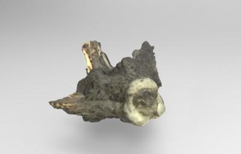 philomachus pugnax ruff la naturaleza 3D modelo de impresión, impresión en archivo, imprimibles 3D, diseño 3d, Philomachus, pugnax, ruff, pájaro, pájaros, naturaleza, animales 3d print model - Mito3D