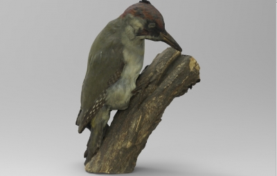 picus viridis european green woodpecker nature 3D printing model, file, printable design, 3d print, Picus, viridis, European, green, woodpecker, bird, animal, birds 3D print model - Mito3D