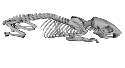 rat skeleton 3d printing model - threeding 3d print model - Mito3D