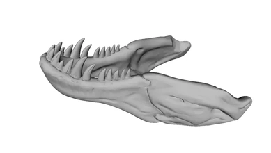 rex skull 3d printing model - threeding tyrannosaurus 3d print model - Mito3D