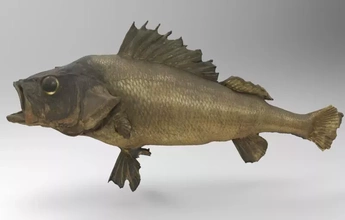 rivière perche 3d impression modèle trio animal anatomie science poisson 3d print model - Mito3D