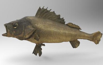 river perch science 3D printing model, file, printable design, 3d print, river, perch, fish, anatomy, animal, 3d print model - Mito3D