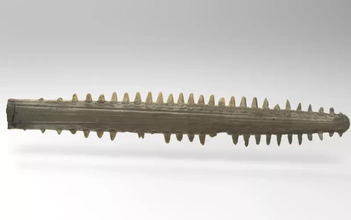 sawfish rostrum 3d printing model - threeding nature anatomy science fish carpenter sharks 3d print model - Mito3D