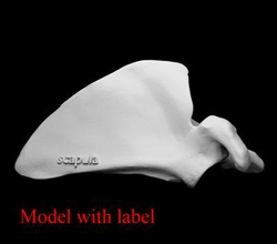 scapula Schulterblatt label Wissenschaft 3D-Druck-Modell, 3D-Druck-Datei, 3D-druckbares Modell, 3D-Druck, Gestaltung, Druck 3d, Anatomie, human -, Knochen scapula, shoulder blade, 3d print model - Mito3D