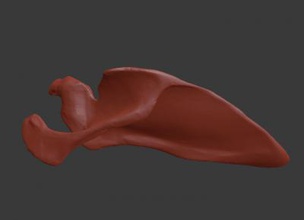 scapula shoulder blade science 3D printing model, file, printable design, 3d print, anatomy, human, bone, scapula, shoulder, blade, 3d print model - Mito3D