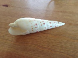 shell la naturaleza 3D modelo de impresión, impresión en archivo, imprimibles 3D, diseño 3d, shell, el mar, los animales, 3d print model - Mito3D