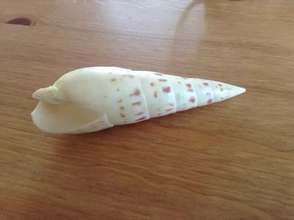 shell 3d printing model - threeding nature animal sea 3d print model - Mito3D