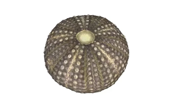 shell sea urchin 3d printing model - threeding nature animal 3d print model - Mito3D