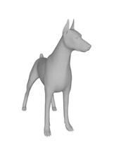 short haired Çalışma köpek Doberman 3d baskı model üçleme 3d print model - Mito3D
