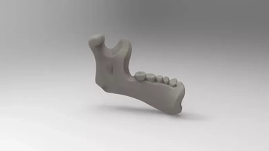 simplificado modelo humano mandíbula 3d impressão trio anatomia Ciência 3d print model - Mito3D