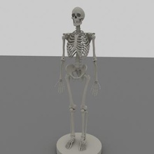 skeletal system science 3D printing model, file, printable design, 3d print, skeletal, system, skeleton, anatomy, human,man,bones,skull,body,full,jaw 3d print model - Mito3D