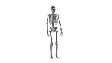 skeleton 3d printing model - threeding 3d print model - Mito3D