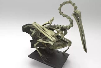 scheletro pellicano 3d stampa modello treding uccello natura animale anatomia scienza uccelli 3d print model - Mito3D