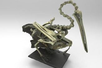 skeleton pelican science 3D printing model, file, printable design, 3d print, Skeleton, Pelican, bird, birds, animal, nature, anatomy, 3d print model - Mito3D
