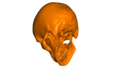 crâne 3d modèle science 3D print model - Mito3D