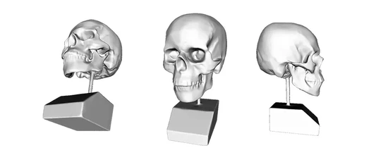 cranio 3d stampa modello treding scultura 3d print model - Mito3D