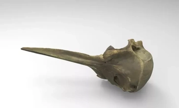 crânio golfinho 3d impressão modelo trio natureza animal anatomia Ciência 3d print model - Mito3D