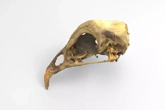 crânio galinha 3d impressão modelo trio natureza animal anatomia Ciência 3d print model - Mito3D