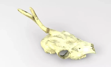 crânio chifre veado 3d impressão modelo trio natureza animal anatomia 3d print model - Mito3D