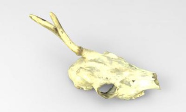 skull horn deer science 3D printing model, file, printable design, 3d print, Skull, Horn, deer, anatomy, animal, nature 3d print model - Mito3D