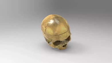 cráneo mandíbula 3d impresión modelo trío anatomía Ciencias humano huesos calaveras 3d print model - Mito3D