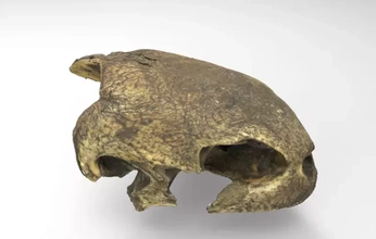 crânio mar tartaruga 3d impressão modelo trio anatomia Ciência 3d print model - Mito3D