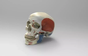 skull showing grip facial muscles 3d printing model - threeding anatomy science human 3d print model - Mito3D