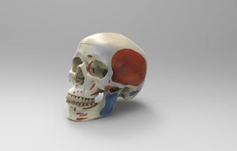 skull showing grip facial muscles science 3D printing model, file, printable design, 3d print, anatomy, science, skull, muscles, human 3d print model - Mito3D