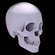 cranio denti 3d stampa modello treding 3d print model - Mito3D