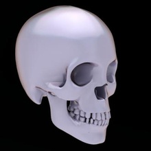 skull teeth other things 3D printing model, file, printable design, 3d print, skull, 3d print model - Mito3D