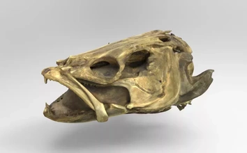 crânio zander 3d impressão modelo trio animal anatomia Ciência 3d print model - Mito3D