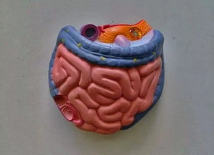 pequeno ampla intestino 3d impressão modelo trio anatomia humano ciência 3d print model - Mito3D