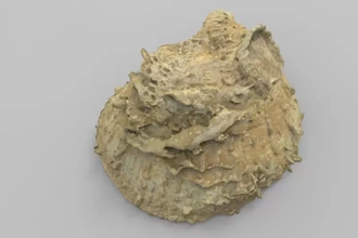 espondilo crassicoestado fóssil 3d impressão modelo trio dinossauro Ciência pré histórico paleontologia artec 3d print model - Mito3D