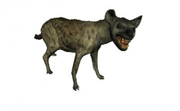 la iena maculata natura La stampa 3D, modello, file di 3D stampabile progettazione, 3d, animale, africa, maculato, le iene, 3d print model - Mito3D