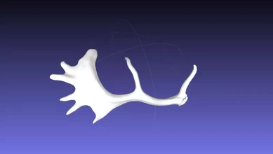 stl nadas geyik boynuzları 3d baskı model üçleme doğa hayvan anatomi 3d print model - Mito3D