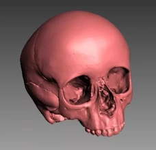 subadult skull 3d printing model - threeding kid cranium 3d print model - Mito3D